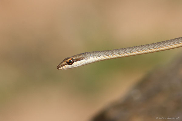 Couleuvre de Forsskal — Psammophis schokari (Forskål, 1775)