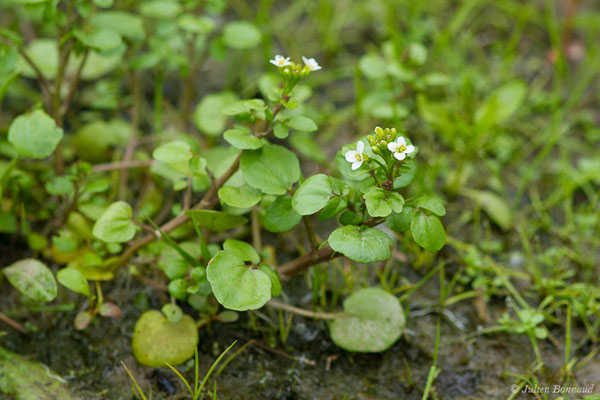 Cresson des fontaines – Nasturtium officinale W.T.Aiton, 1812, (Uzein (64), France, le 18/04/2019)