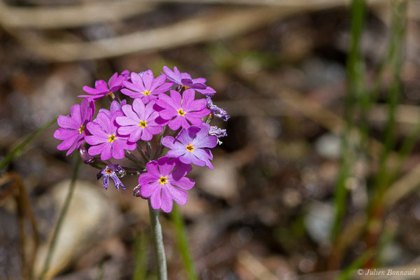 Primevère farineuse – Primula farinosa L., 1753, (Sers (65), France, le 07/06/2019)