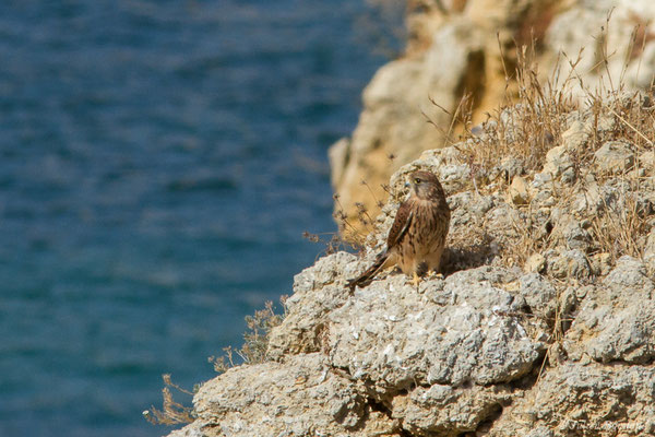 Faucon crécerelle – Falco tinnunculus Linnaeus, 1758, (Lagos (Faro), (Algarve), Portugal, le 29/08/2018)