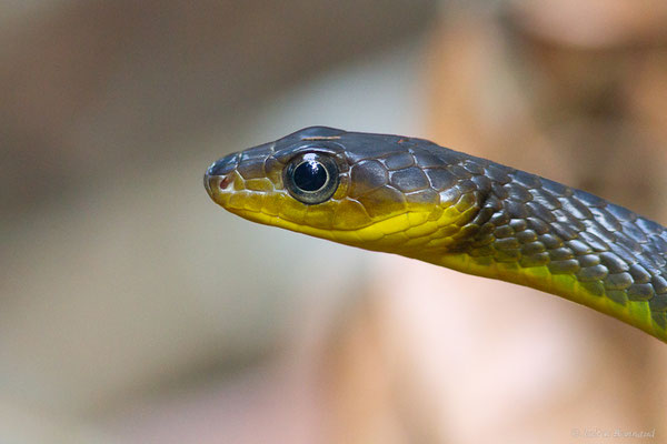 Couleuvre soulignée — Chironius exoletus (Linnaeus, 1758), (Guyane)
