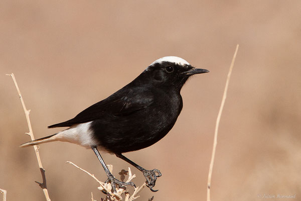 Traquet à tête blanche — Oenanthe leucopyga (Brehm, 1855), (Msseyed (Guelmim-Oued Noun), Maroc, le 29/01/2024)