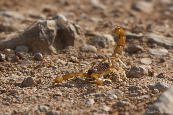 Scorpion Languedocien — Buthus occitanus (Amoreux, 1789), (Vila do Bispo (Faro), (Algarve) Portugal, le 30/08/2018)