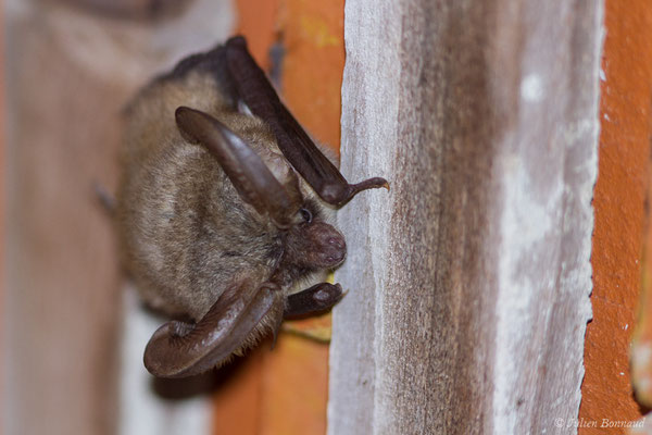 Oreillard gris — Plecotus austriacus (J. B. Fischer, 1829), (Mézières-en-Brenne (36), France, le 16/06/2021)