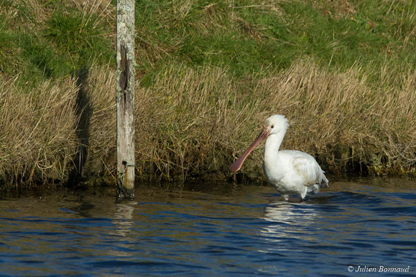 Spatule blanche — Platalea leucorodia Linnaeus, 1758, (juvénile) (marais de Séné (56), France, le 05/02/2018)