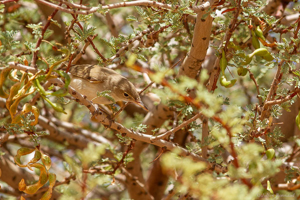 Hypolaïs obscure — Iduna opaca (Cabanis, 1850), (Msseyed (Guelmim-Oued Noun), Maroc, le 29/03/2024)