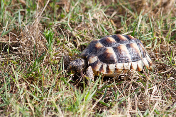 Tortue marginée — Testudo marginata Schoepff, 1793, (juvénile), (animal captif)