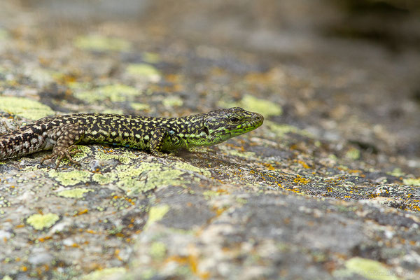 Lézard de Galan — Iberolacerta galani Arribas, Carranza & Odierna, 2006, (Parc naturel du lac de Sanabria (Zamora), Espagne), le 06/07/2022)