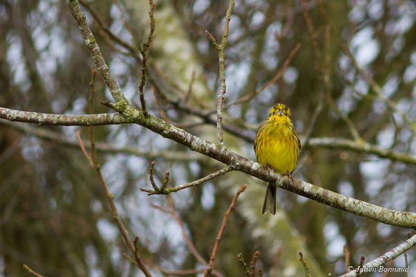 Bruant jaune — Emberiza citrinella Linnaeus, 1758, (Malguénac (56), France, le 20/02/2017)