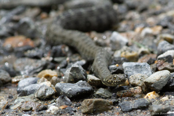Couleuvre vipérine — Natrix maura (Linnaeus, 1758)
