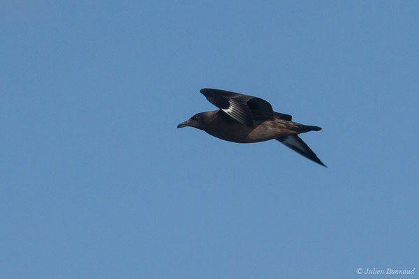 Grand Labbe – Stercorarius skua (Brünnich, 1764), (Saint-Jean-de-Luz (64), France, le 05/10/2019)