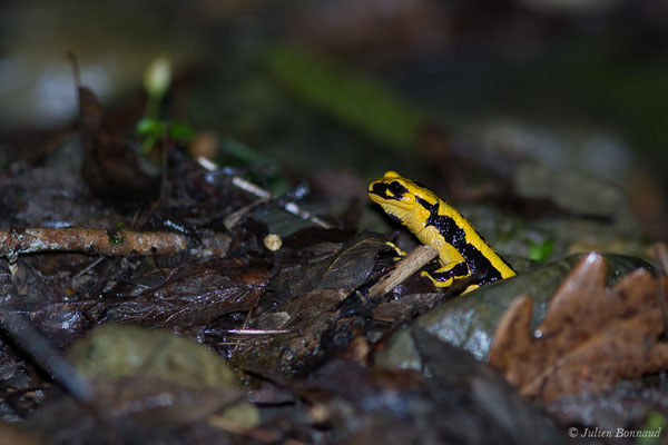 Salamandre tachetée — Salamandra salamandra fastuosa (Schreiber, 1912), (adulte) (Accous (64), France, le 10/04/2019)
