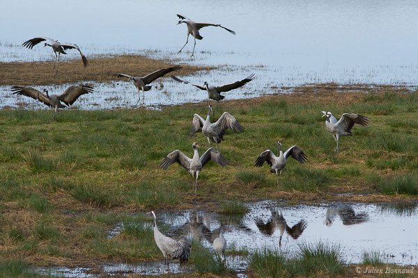 Grue cendrée – Grus grus (Linnaeus, 1758), (réserve des barthes de Saint-Martin-de-Seignanx (64), France, le 19/01/2019)