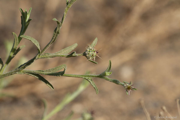 Centaurée de Malte — Centaurea melitensis L., 1753, (Tindaya, Fuerteventura, (Iles Canaries, Espagne), le 18/02/2022)