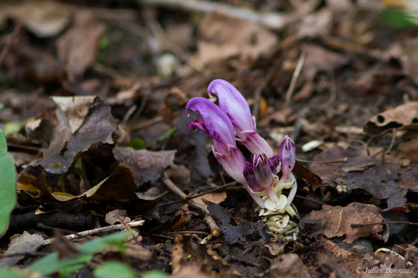 Lathrée clandestine — Lathraea clandestina L., 1753, (Bordes (64), France, le 10/04/2018) 