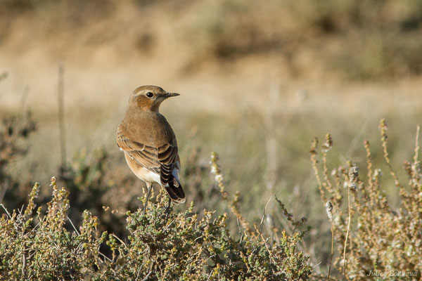 Traquet motteux — Oenanthe oenanthe (Linnaeus, 1758), (Bardenas Real, Tudela (Aragon), Espagne, le 30/09/2021)