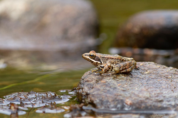 Grenouille Ibérique — Rana iberica Boulenger, 1879