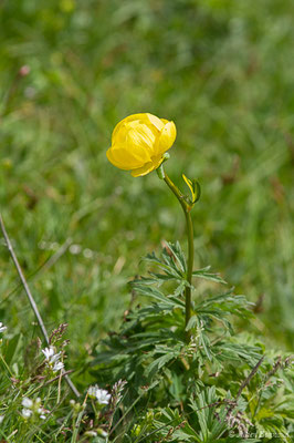 Trolle d'Europe — Trollius europaeus L., 1753