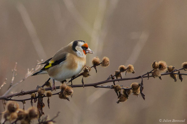 Chardonneret élégant — Carduelis carduelis (Linnaeus, 1758), (Ossun (65), France, le 13/11/2019)