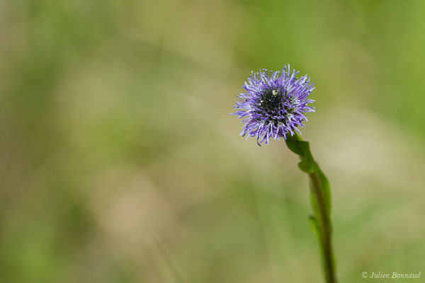 Globulaire commune — Globularia vulgaris L., 1753, (Pihourc, Saint-Godens (31), France, le 21/05/2018)