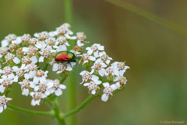 Cryptocephalus sericeus (Linnaeus, 1758), (Parc naturel du lac de Sanabria (Zamora), Espagne), le 06/07/2022)