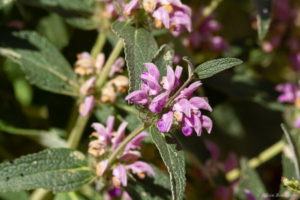 Phlomide herbe-au-vent – Phlomis herba-venti L., 1753, (Castille-et-León, Espagne, le 04/07/2022)