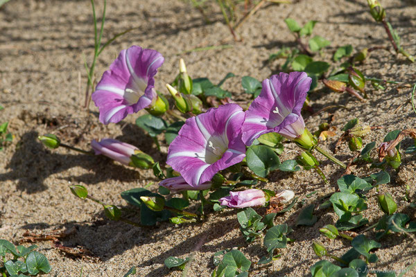 Liseron des dunes — Convolvulus soldanella L., 1753