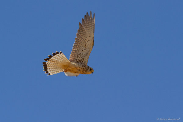 Faucon crécerellette — Falco naumanni Fleischer, JG, 1818, (Fuentes de Nava, Palencia (Castille-et-León), Espagne, le 04/07/2022)