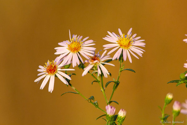 Aster de Virginie — Symphyotrichum novi-belgii (L.) G.L.Nesom, 1995, (Sanguinet (33), France, le 17/10/2022)