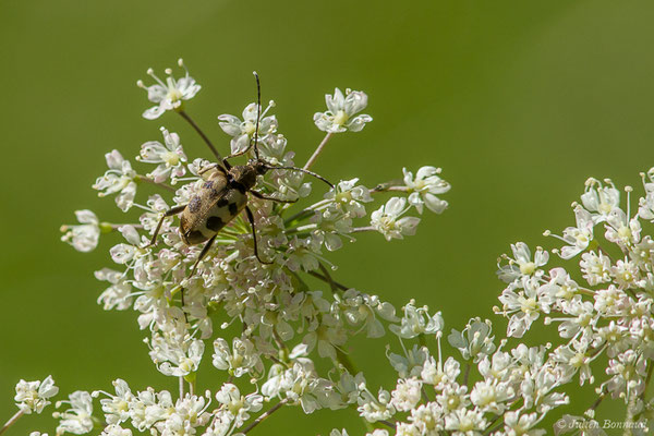 Lepture trapue (Pachytodes cerambyciformis) (Sers (65), le 20/06/2020)