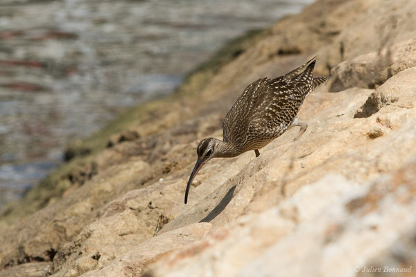 Courlis corlieu — Numenius phaeopus (Linnaeus, 1758), (Lagos (Faro), (Algarve), Portugal, le 30/08/2018)