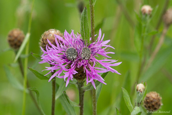 Centaurée de Debeaux — Centaurea decipiens Thuill., 1799,  (Lacq (64), France, le 24/04/2019)