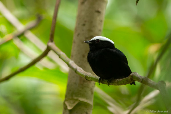 Manakin à tête blanche — Pseudopipra pipra (Linnaeus, 1758)