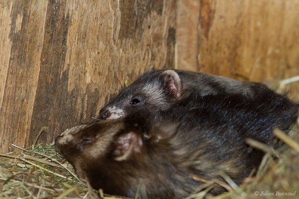 Putois d'Europe — Mustela putorius Linnaeus, 1758, (juvénile et adulte) (Par animalier des Pyrénées, Argelès-Gazost (65), France, le 30/05/2021)