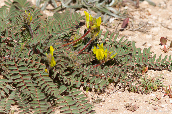 Astragalus caprinus subsp. caprinus L. — (Laazib (Guelmim-Oued Noun), Maroc, le 30/01/2023)