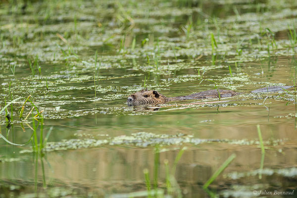 Ragondin — Myocastor coypus (Molina, 1782), (Lacq (64), France, le 02/07/2020)