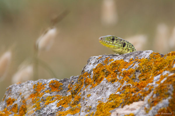 Lézard ocellé — Timon lepidus (Daudin, 1802), (femelle adulte), (Tarnos (64), France), le 05/06/2025)