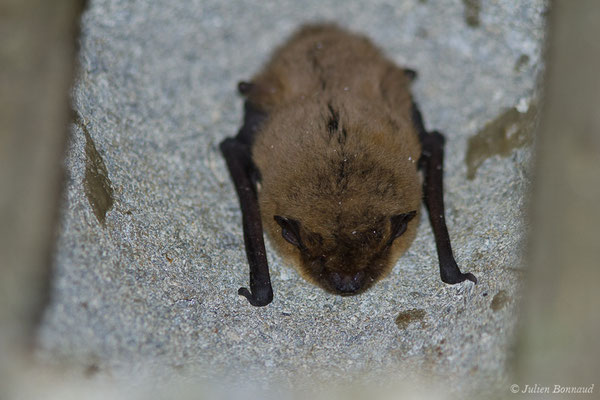 Pipistrelle commune — Pipistrellus pipistrellus (Schreber, 1774)