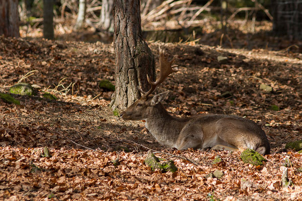 Daim européen – Dama dama (Linnaeus, 1758), (Parc faunistique Lacuniacha, Huesca, Espagne, le 09/02/2020)