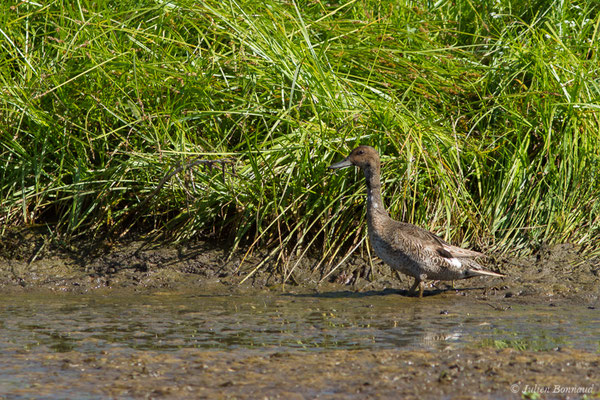 Canard pilet — Anas acuta Linnaeus, 1758