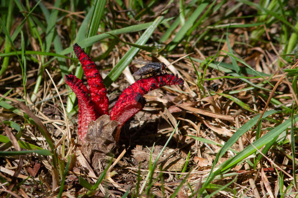Anthurus d'archer — Clathrus archeri (Berk.) Dring