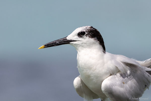 Sterne caugek — Thalasseus sandvicensis (Latham, 1787), (adulte en plumage internuptial) (Saint-Anne, Guadeloupe, le 15/05/2016)