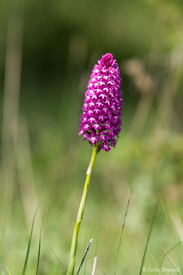 Orchis pyramidal — Anacamptis pyramidalis (L.) Rich., 1817