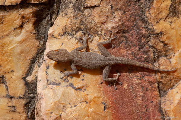 Gecko palmé d'Oudri — Ptyodactylus oudrii Lataste, 1880, (Ammelne, (Souss-Massa), Maroc, le 06/02/2023)