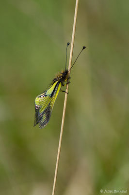 Ascalaphe soufré (Libelloides coccajus) (Pihourc, Saint-Godens (31), France, le 21/05/2018)