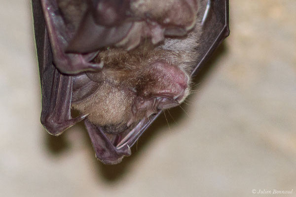 Grand rhinolophe – Rhinolophus ferrumequinum (Schreber, 1774), (Camous (65), France, le 09/03/2021)