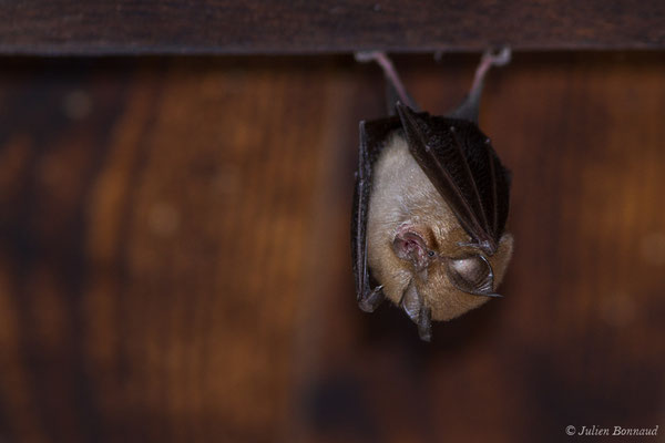 Petit rhinolophe – Rhinolophus hipposideros (Borkhausen, 1797), (Parbayse (64), France, le 22/08/2019)