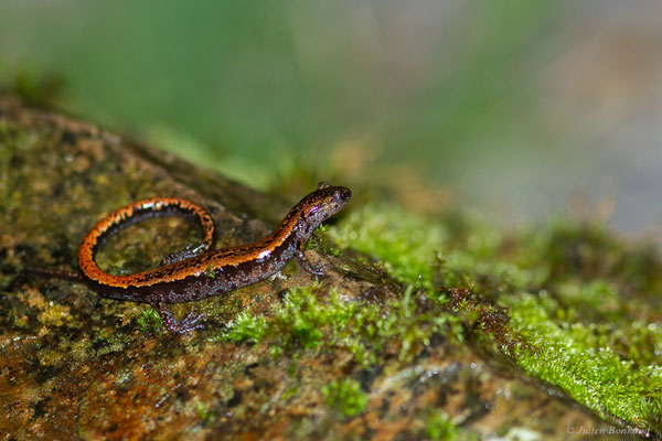 Chioglosse portugais — Chioglossa lusitanica Bocage, 1864
