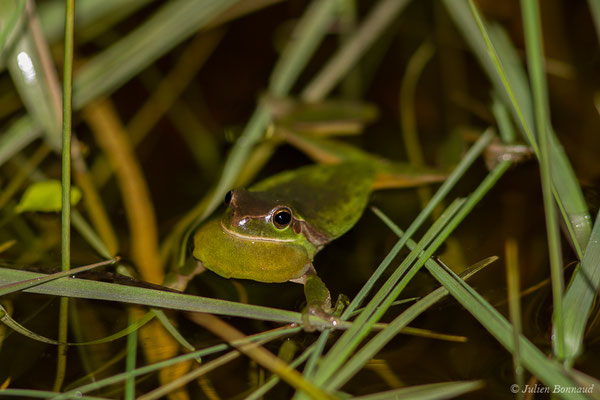 Rainette méridionale — Hyla meridionalis Böttger, 1874
