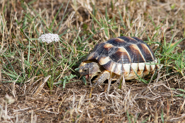 Tortue marginée — Testudo marginata Schoepff, 1793, (juvénile), (animal captif)